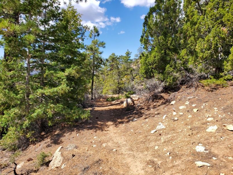 Trail through fragrant pines