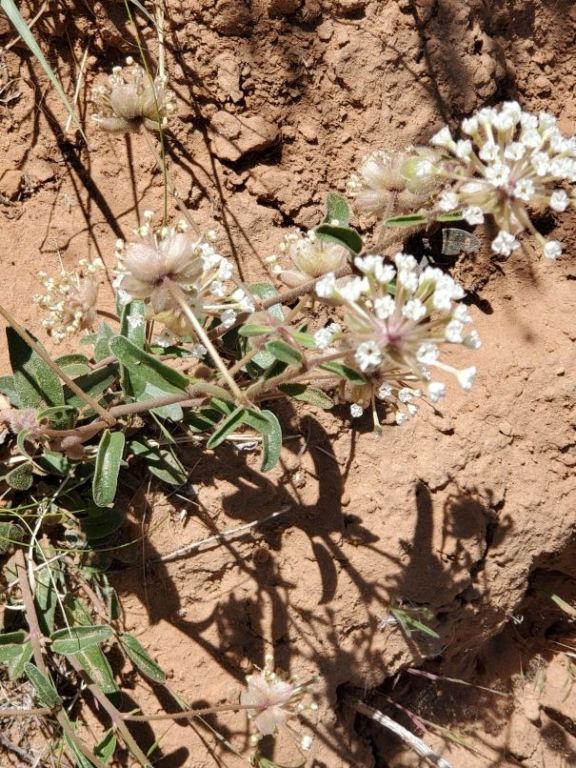 Sand Verbena maybe
