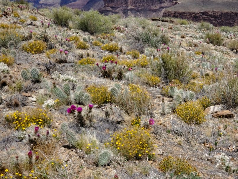 Cactus and Yellow Flowers