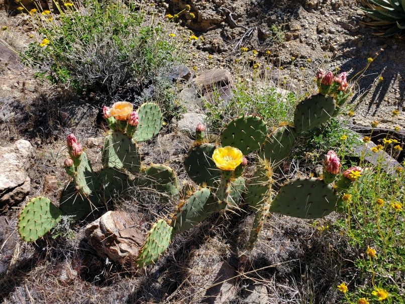 Yellow prickly pear