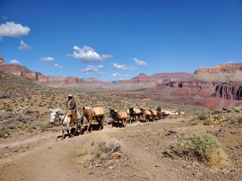 Pack Train