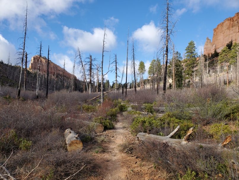 Good Trail through Burn