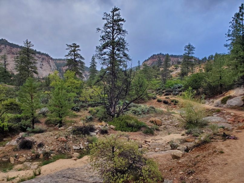 Verdant vegetation on East Rim Trail