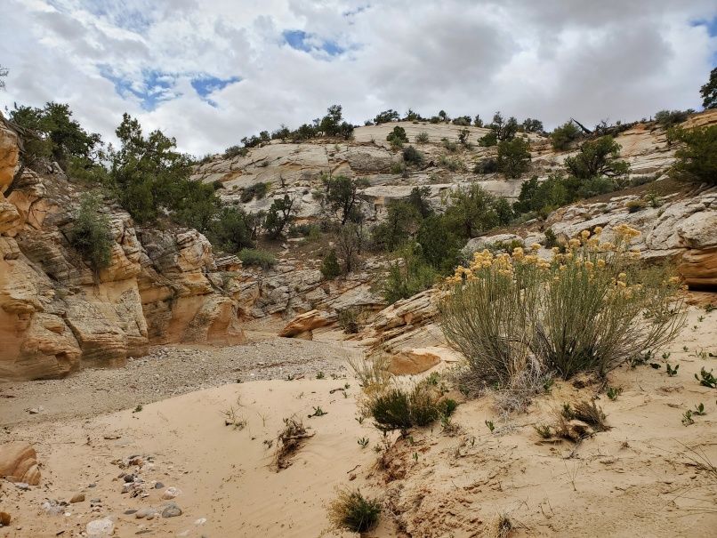 Blooming grasses in the wash