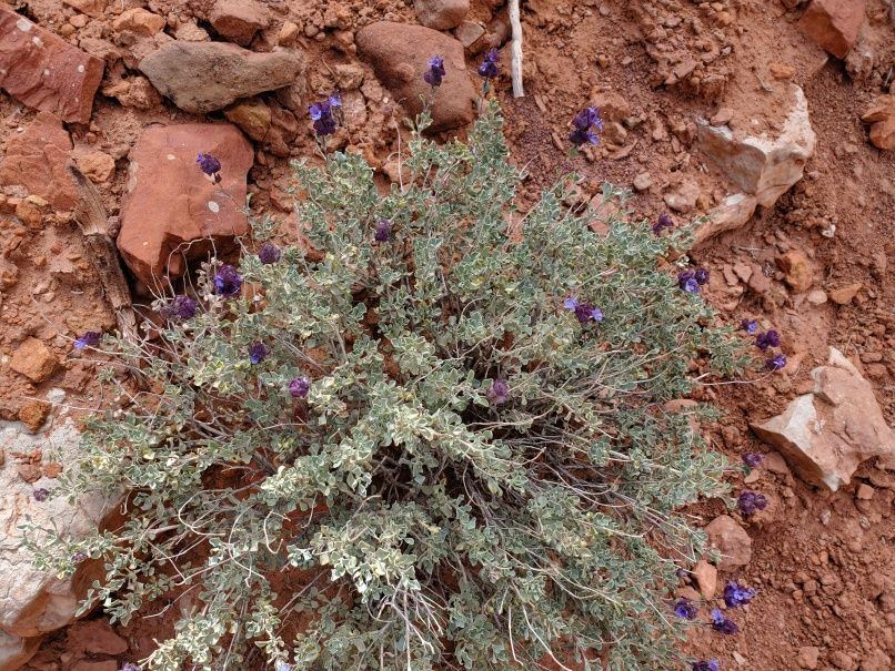 Purple Sage